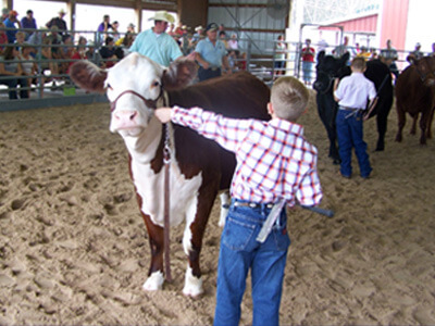 Boy showing market steer