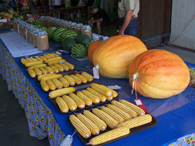 Pumpkins and corn displayed in open class